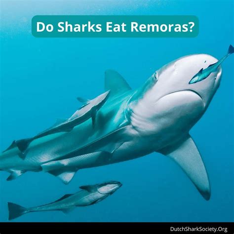 what kind of fish|Remora .